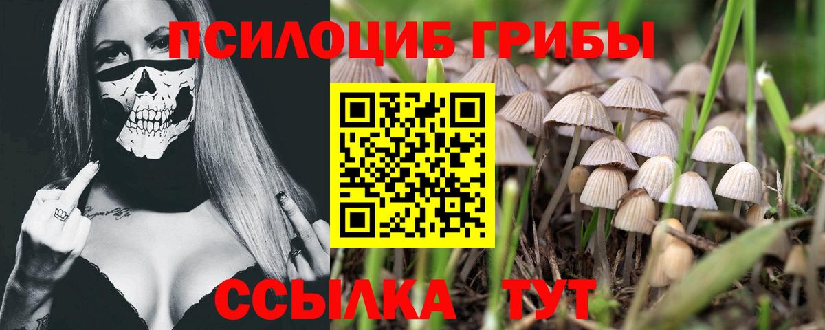 Москва  наркота  Галлюциногенные грибы прущие грибы  Вход с VPN  Галлюциногенные грибы GOLDEN TEACHER 